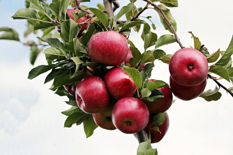 Apple Farming Secrets: How Indian Farmers Can Grow & Profit Big