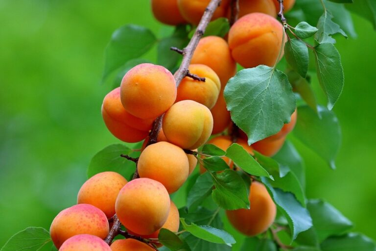 Apricot Cultivation in India: Modern Techniques & Farmer’s Complete Handbook