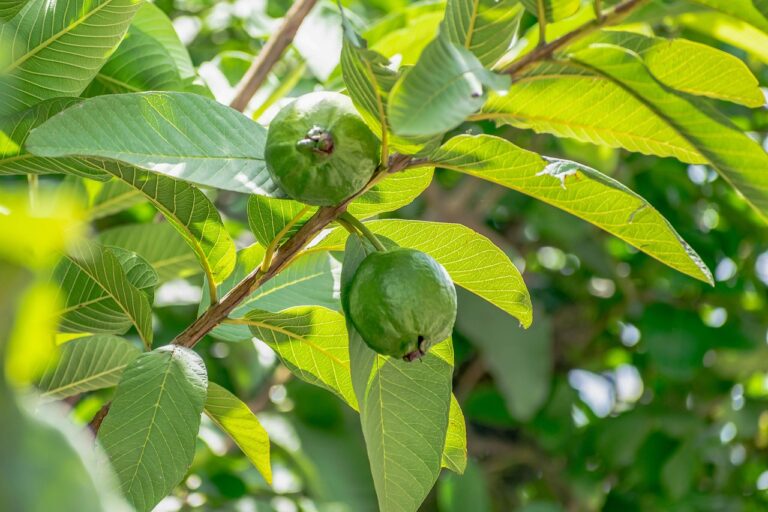 Guava Cultivation in India: Profitable Farming Tips & Complete Guide