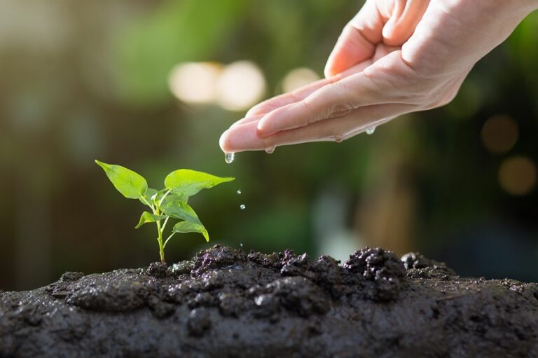 Soil Basics 101: How to Know If Your Soil is Healthy
