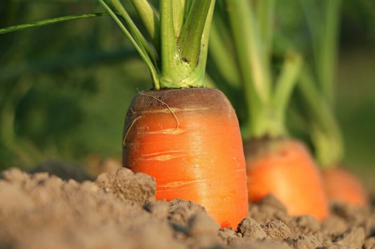 Why Organic Farming Matters: A Simple Guide for Beginners