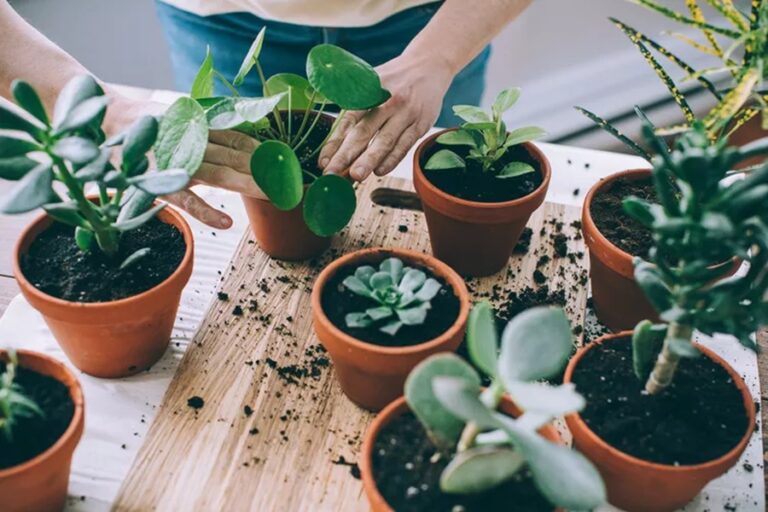 12 Best Indoor Plants for Air Purification in India