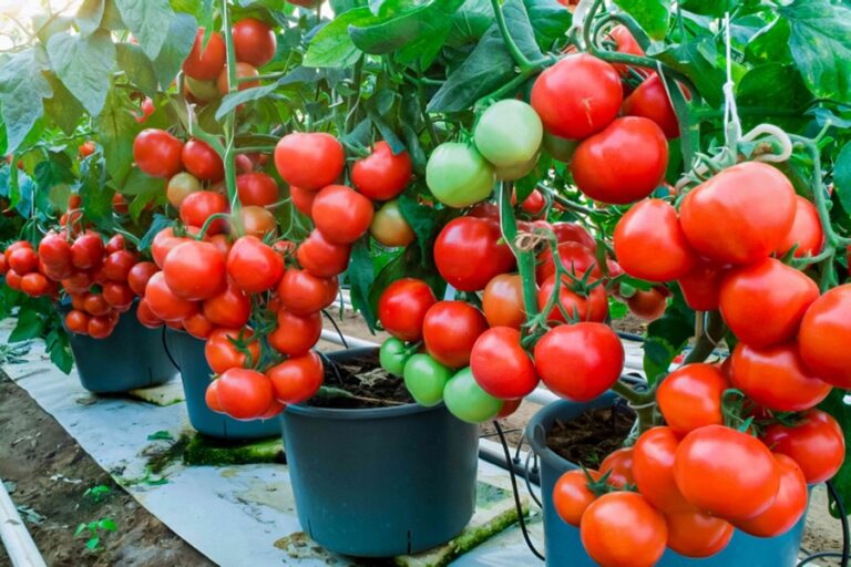 How to Grow Vegetables in Pots at Home (Complete Beginner’s Guide)