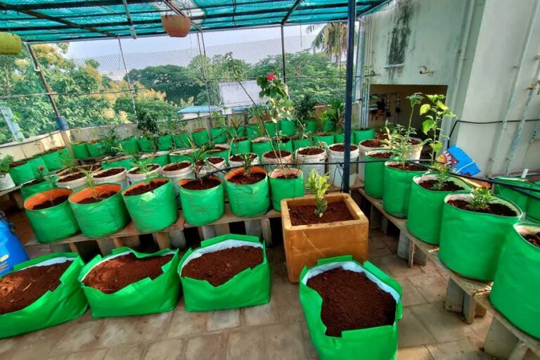 How to Start Terrace Gardening in India (Step-by-Step Guide)