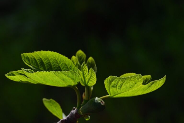 Top 7 Grow Lights for Indoor Gardening in India