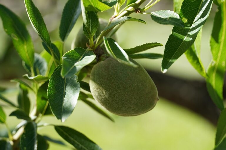 Almond Cultivation in India: Complete Farming Guide