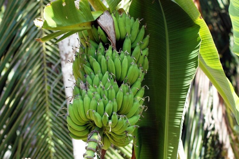 Banana Farming in India: Complete Cultivation Guide for High Yield