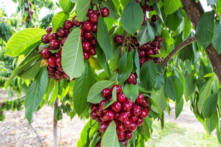 Cherry Cultivation in India: Complete Farming Guide