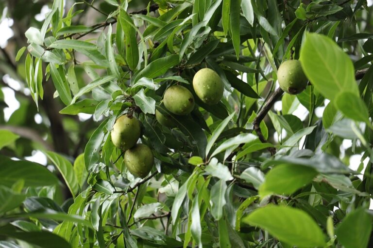 Mango Farming in India: The Complete Cultivation Guide