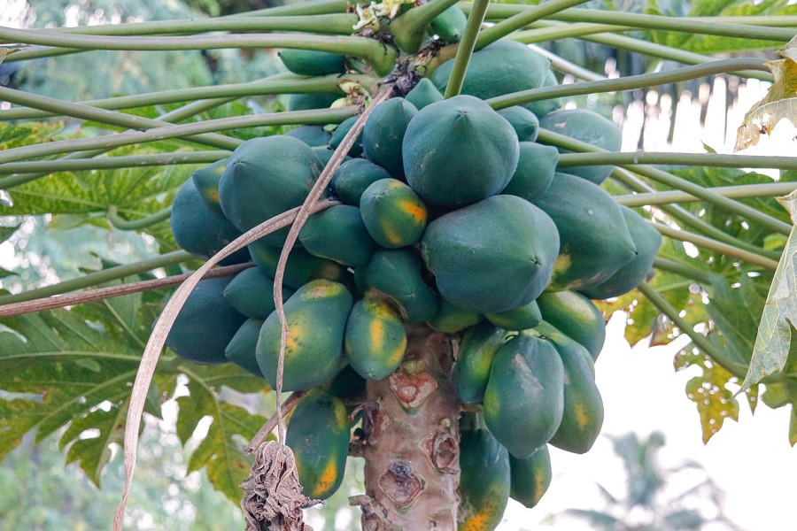Papaya farming in India showing healthy papaya plants with fruit in a tropical farm
