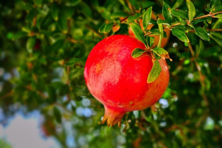 Pomegranate Farming in India: Complete Cultivation Guide for High Profits