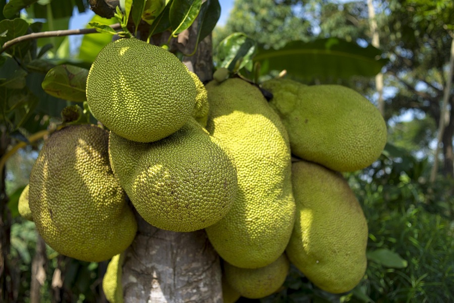 A thriving jackfruit orchard in India with a farmer inspecting large green fruits hanging from a tree.