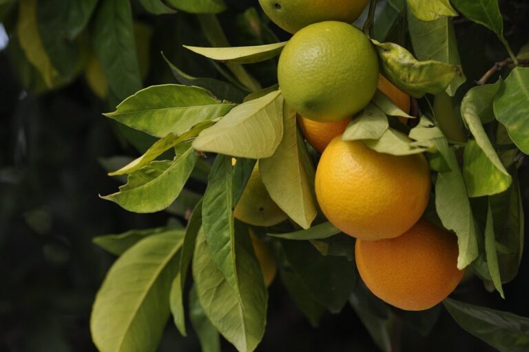 orange cultivation complete guide for india