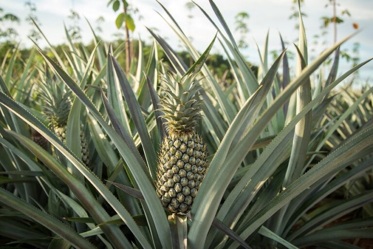 Pineapple farming in Kerala, India showing mature fruits ready for harvest