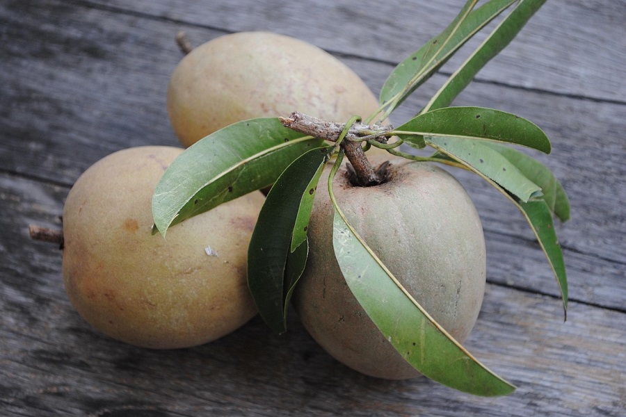 Sapota farming in India showing mature trees laden with fruits and proper orchard management