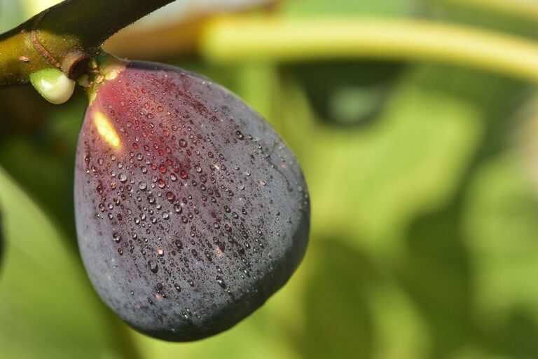 Fig orchard in India showing mature trees laden with purple and green fig fruits ready for harvest