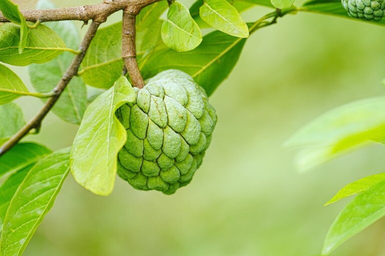 Custard apple orchard in Maharashtra showing NMK-1 Golden variety fruits ready for harvest
