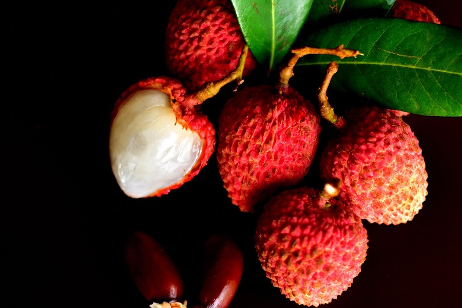 Litchi orchard in india, fruits ready for harvest