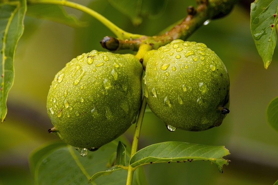 Walnut orchard in Jammu & Kashmir showing mature trees with large nuts ready for harvest