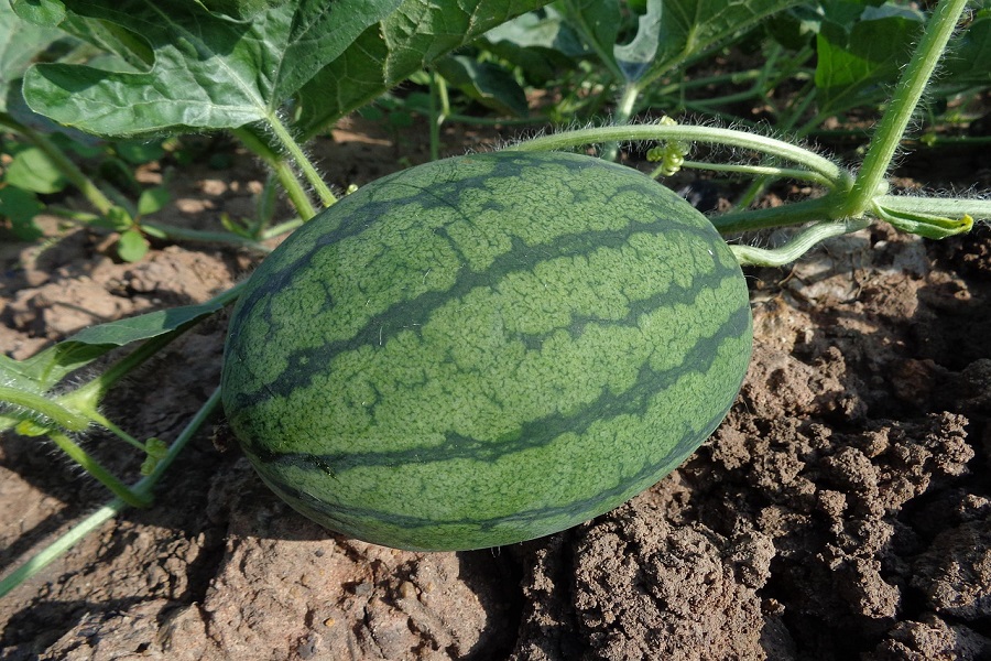 Watermelon in field with ripe Bahubali variety fruits ready for harvest