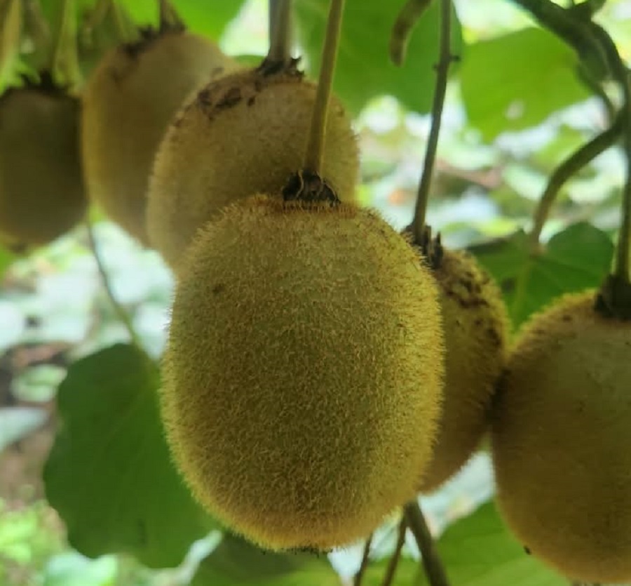 Best Kiwi From Our Farm – Kiwi Fruit for Sale