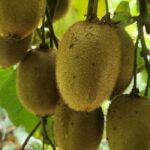 Fresh Farm Grown Kiwi Fruit for Sale – Direct from Farmer
