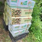 Fresh Farm Grown Kiwi Fruit for Sale – Direct from Farmer