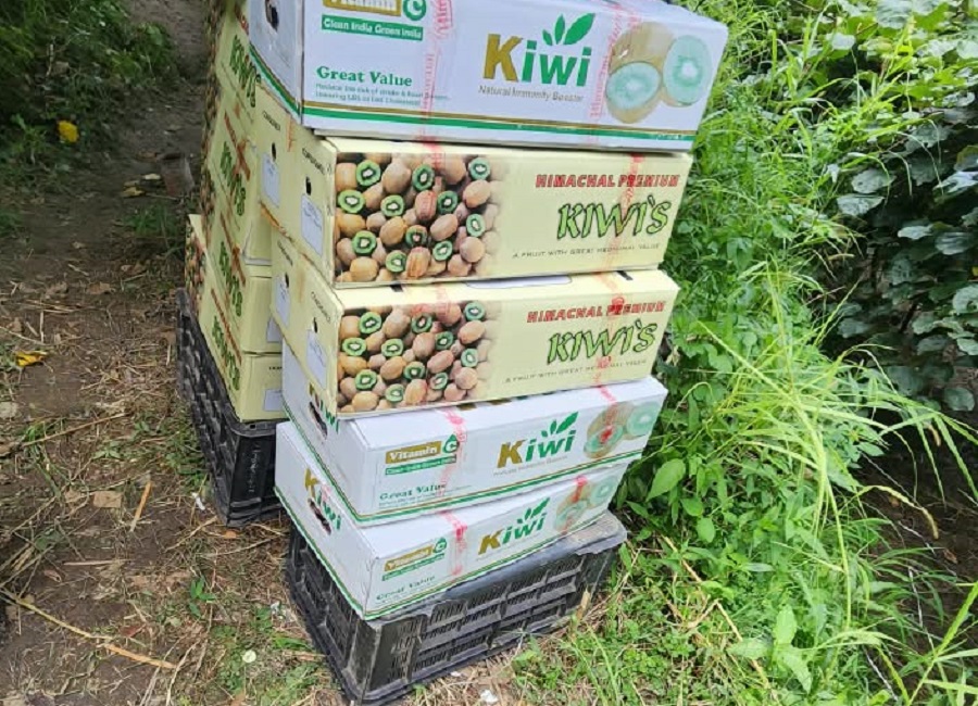 Fresh Farm Grown Kiwi Fruit for Sale – Direct from Farmer