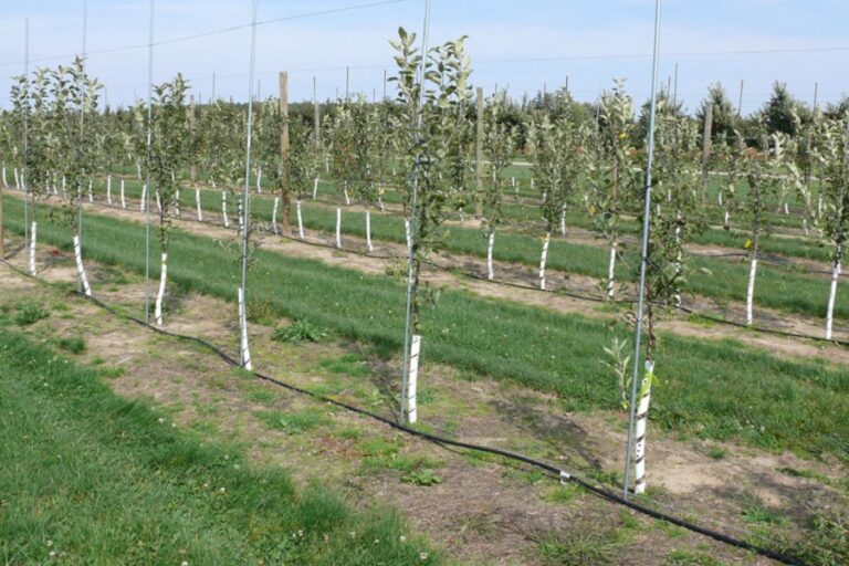Drip Irrigation for Fruit Orchards: A Complete Practical Guide for Indian Farmers
